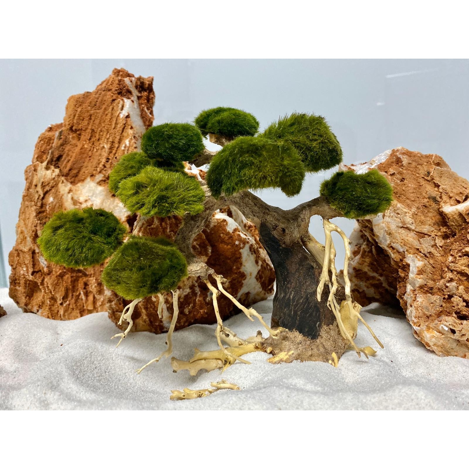 Bonsai allestito con Marimo moss